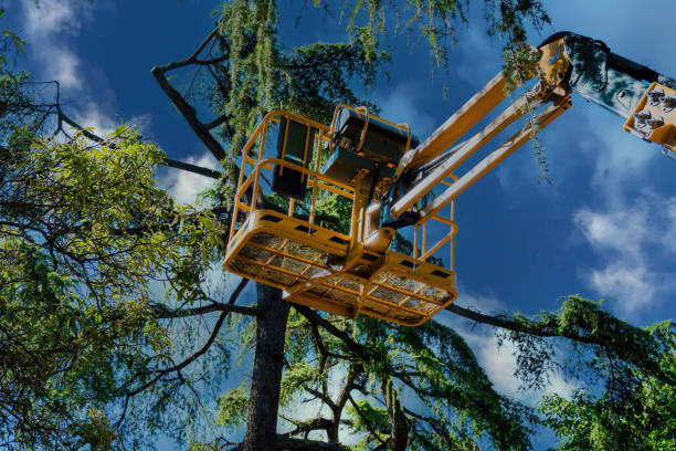 Penn Estates, PA Tree Services Company