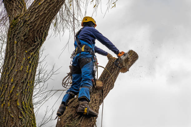 How Our Tree Care Process Works  in  Penn Estates, PA